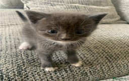 British Longhair cats for sale: Kittens for sale!! in Highbridge - Image 6