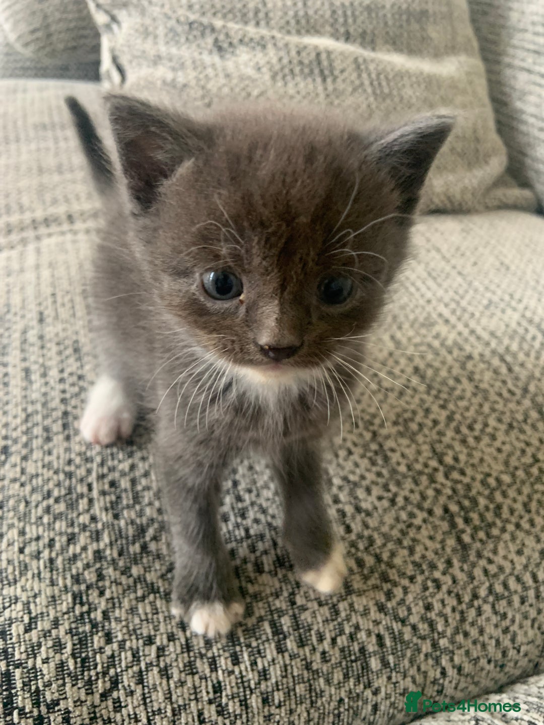 British Longhair cats for sale: Kittens for sale!! in Highbridge - Image 6