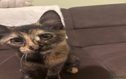Mixed Breed cats for sale: Two lovely girls needing new home  - Image 6