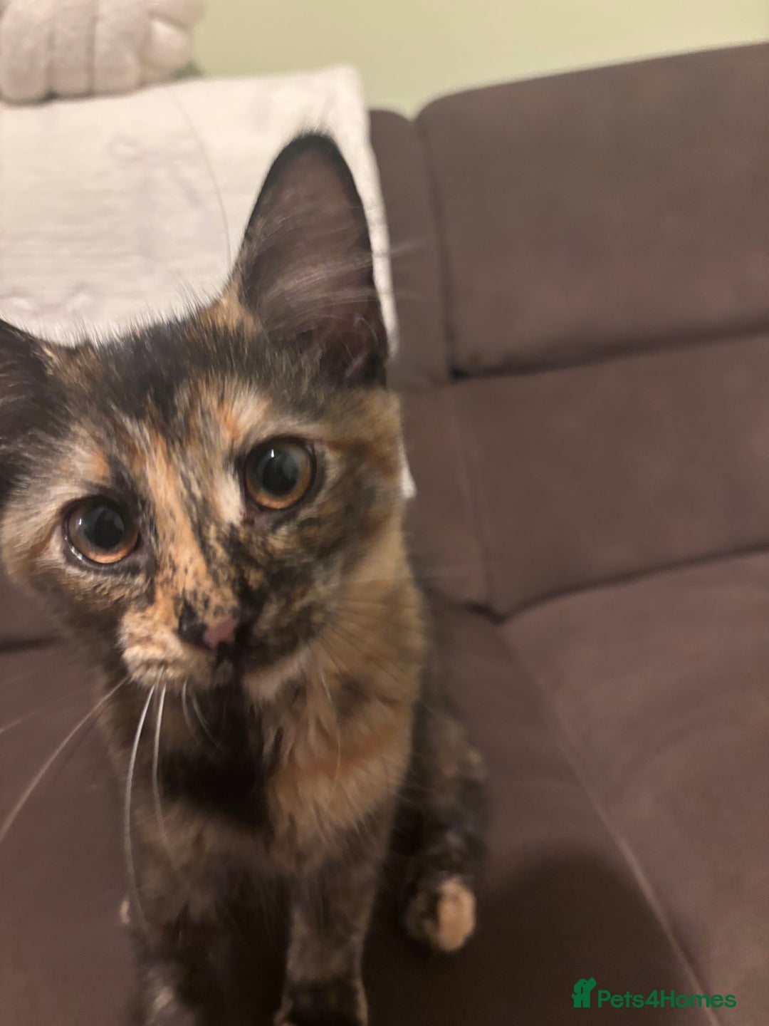 Mixed Breed cats for sale: Two lovely girls needing new home  - Image 6