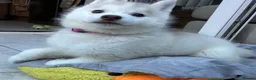 Siberian Husky dogs for sale: Kc Siberian Husky Girls  - Advert 4