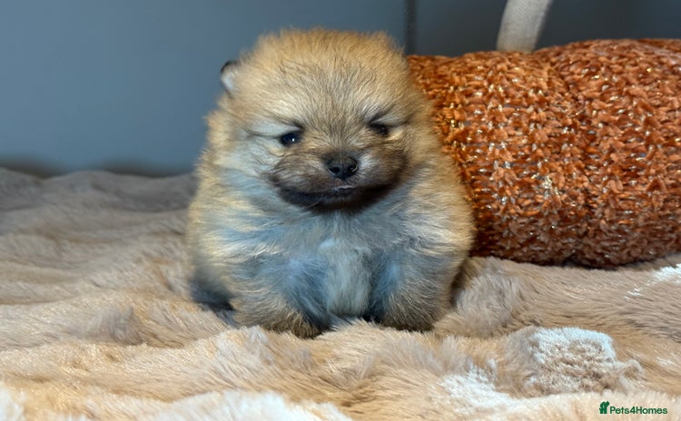 Pomeranian dogs - Advert 1
