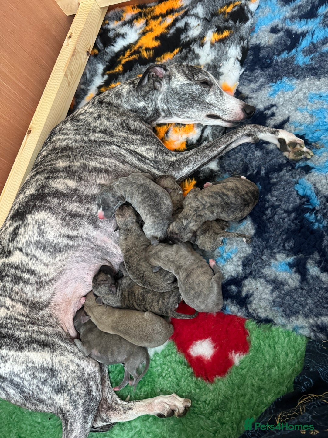 Whippet dogs for sale: The Nature Litter 🌿 - Advert 4