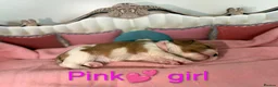 Cavalier King Charles Spaniel dogs for sale: Health Tested Cavalier King Charles  - Advert 14