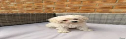 Toy Poodle dogs for sale: 💕 GORGEOUS TOY POODLE x ASIAN POODLE PUPPIES  💕 - Advert 1