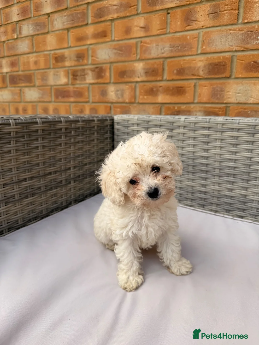 Toy Poodle dogs for sale: 💕 GORGEOUS TOY POODLE x ASIAN POODLE PUPPIES  💕 - Advert 1