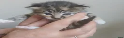 Mixed Breed cats for sale: Beautiful Bengal Kittens Looking for Forever Homes - Advert 19