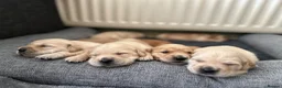 Golden Retriever dogs for sale: EXCEPȚIONAL GOLDEN RETRIVIER PUPPIES💙🩷 - Advert 10