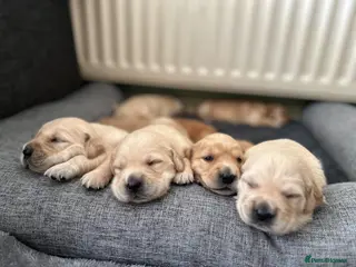 Golden Retriever dogs EXCEPȚIONAL GOLDEN RETRIEVER PUPPIES💙🩷 - Advert 6