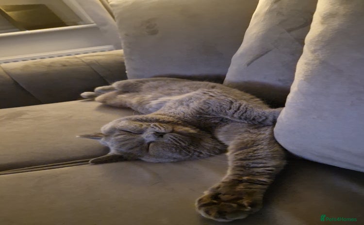 British Shorthair cats - Advert 13