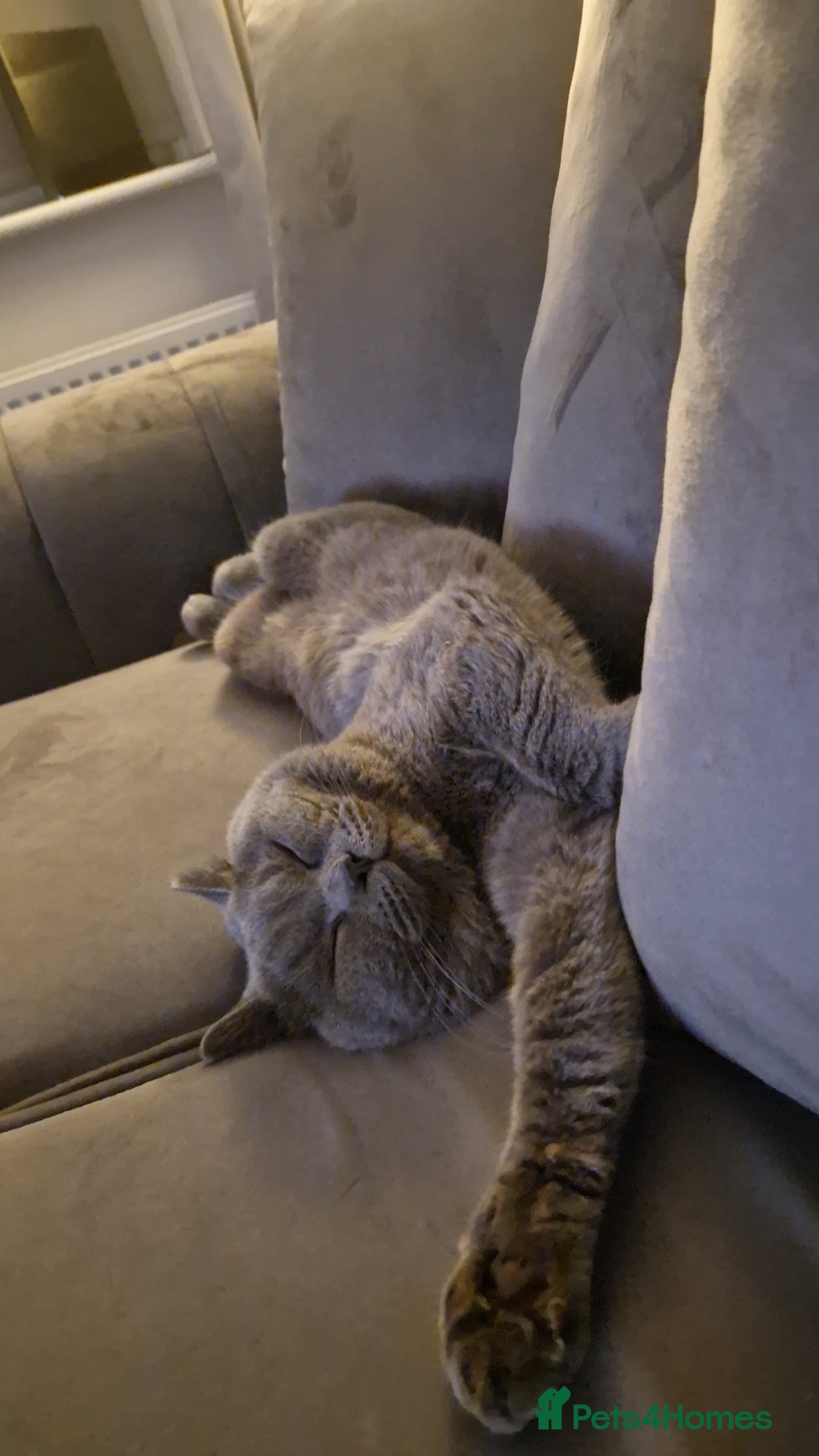 British Shorthair cats for sale: Beautiful British Shorthair Boy.. 😺 - Image 1