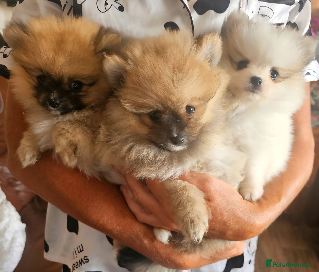 Pomeranian dogs for sale: Waaaaw #SUPERB #POMERANIAN's - Image 7