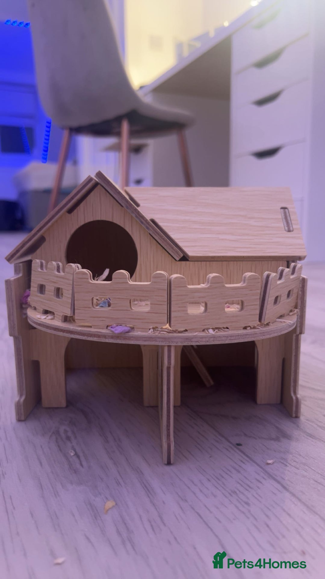 Hamster rodents for sale: hamster and everything included - Image 15