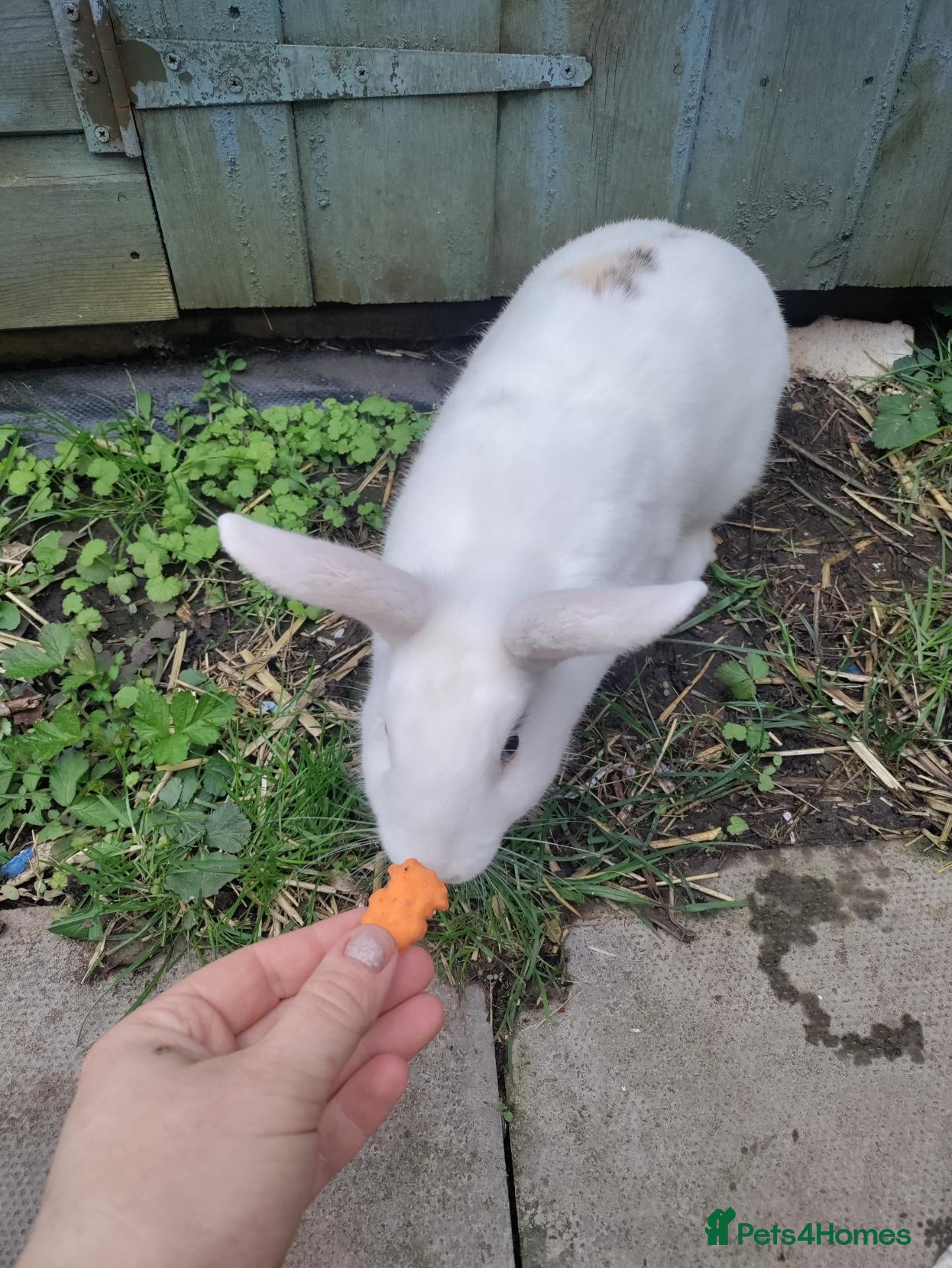 Rex rabbits Lovely older female rabbit looking for new family - Advert 1