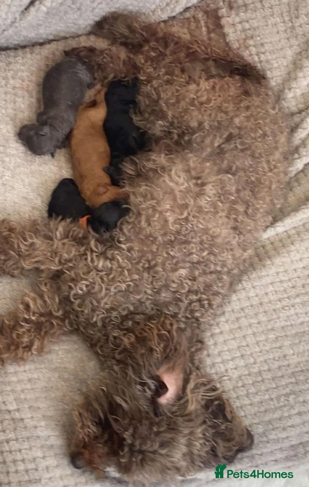 Toy Poodle dogs for sale: Beautiful litter of toy poodle pups 🐶 😍  - Advert 2
