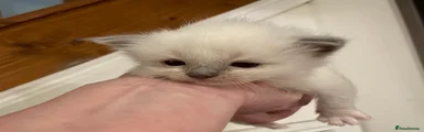 Ragdoll Kitten 4