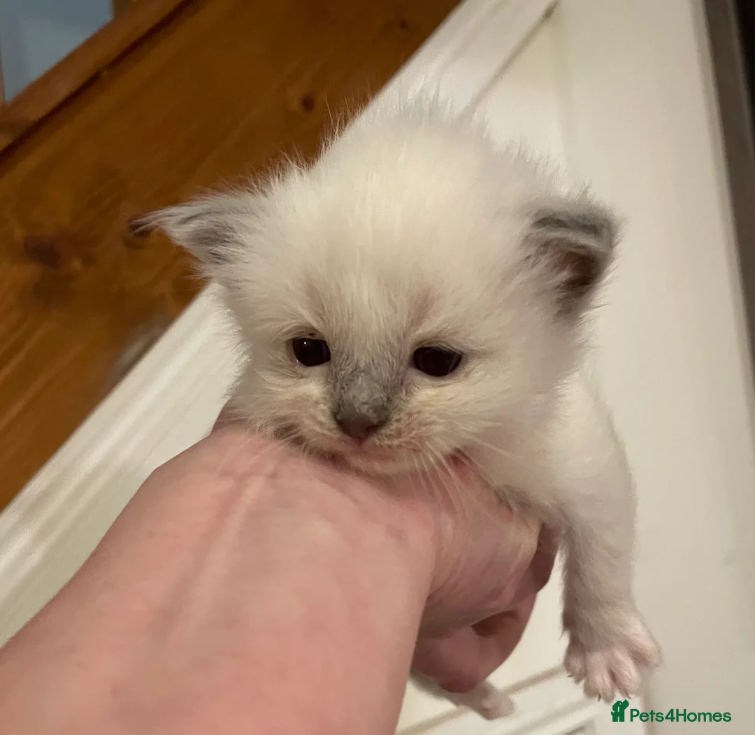 Ragdoll cats for sale: Pedigree Ragdoll Kittens  - Advert 2
