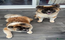 Akita dogs for sale: japanese cross american akitas  - Image 1