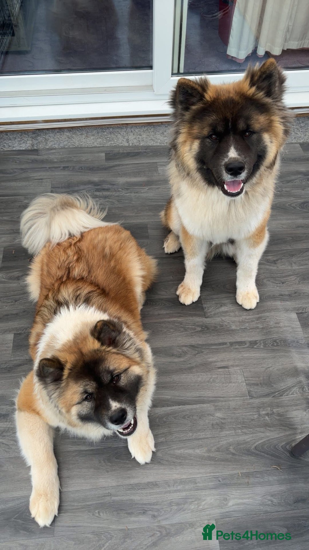 Akita dogs for sale: japanese cross american akitas  - Image 1