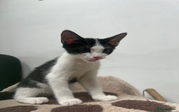 British Shorthair cats for sale: Fluffy 9-Week-Old Kittens – 1 Girl & 3 Boys Ready - Image 5