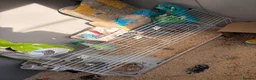 Dutch rabbits for sale: Beautiful rabbit called Ralph  in Leeds - Advert 9
