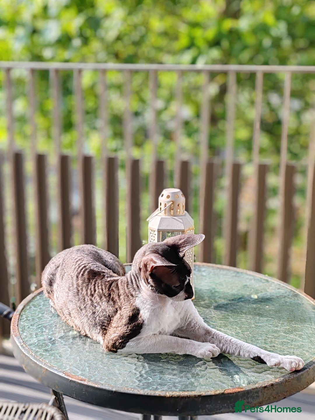 Cornish Rex cats for sale: Selling our beautiful Cornish Rex brothers - Image 9