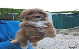 Bernedoodle dogs for sale: Rare Toy bernedoodles  - Image 10