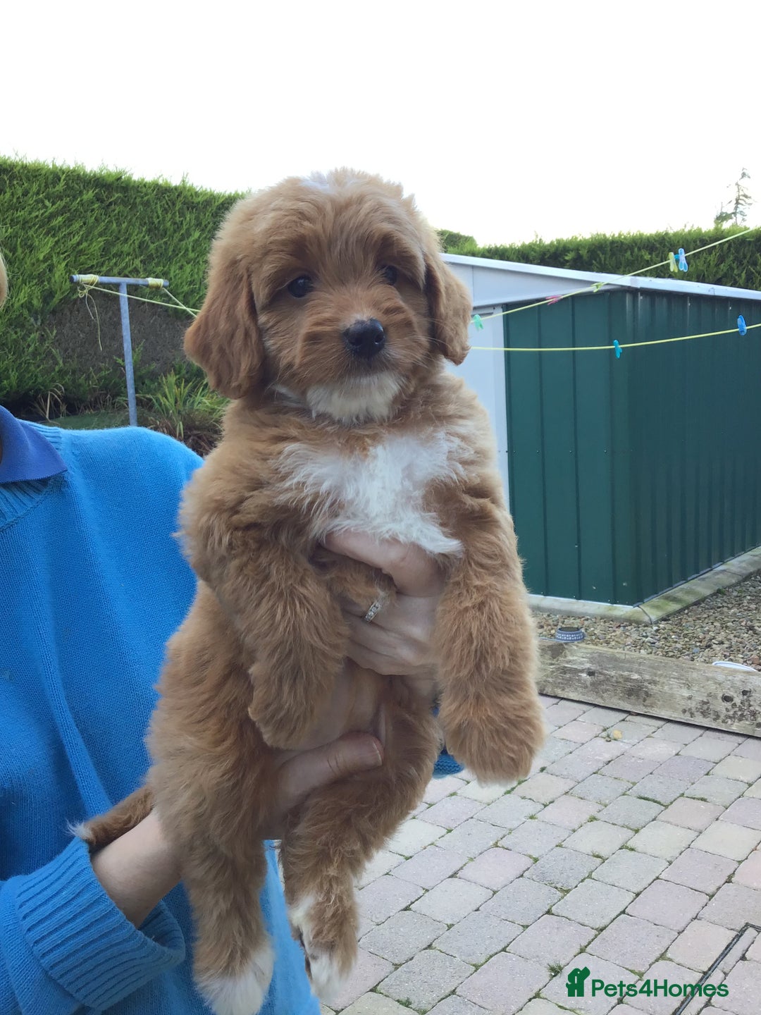 Bernedoodle dogs for sale: Rare Toy bernedoodles  - Image 10