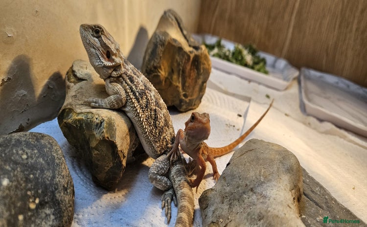 Bearded Dragon reptiles - Advert 18