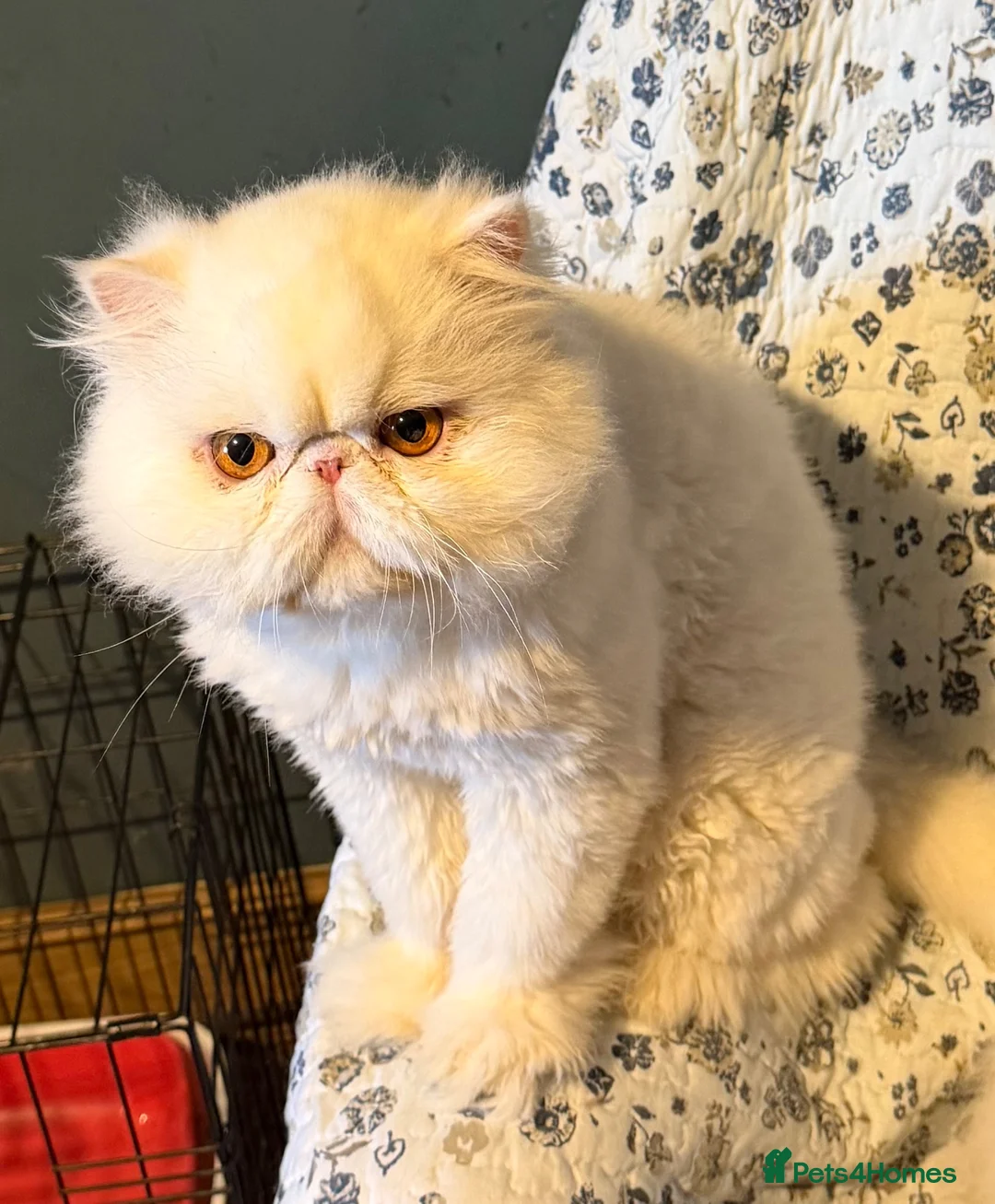 Persian cats for sale: White Persian Male - Advert 2