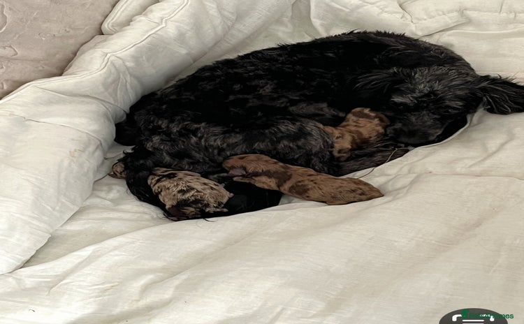 Mixed Breed dogs Westipoo pups - Advert 1