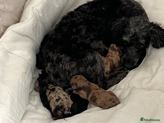 Mixed Breed dogs Westipoo pups - Advert 4