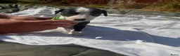 Lurcher dogs for sale: LURCHER PUPPIES  - Advert 7