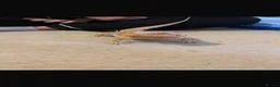 Bearded Dragon reptiles for sale: bearded dragon  - Advert 3