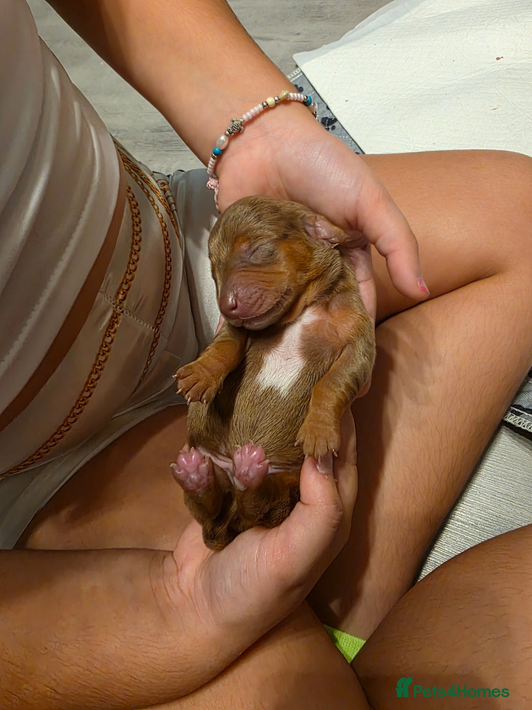 Miniature Dachshund dogs for sale: Miniature Dachshunds  - Advert 7