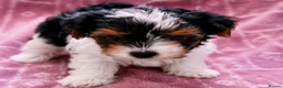 Biewer Terrier dogs for sale: Biewer Yorkshire Terrier Puppies 2 Girls, 2 Boys  - Advert 14