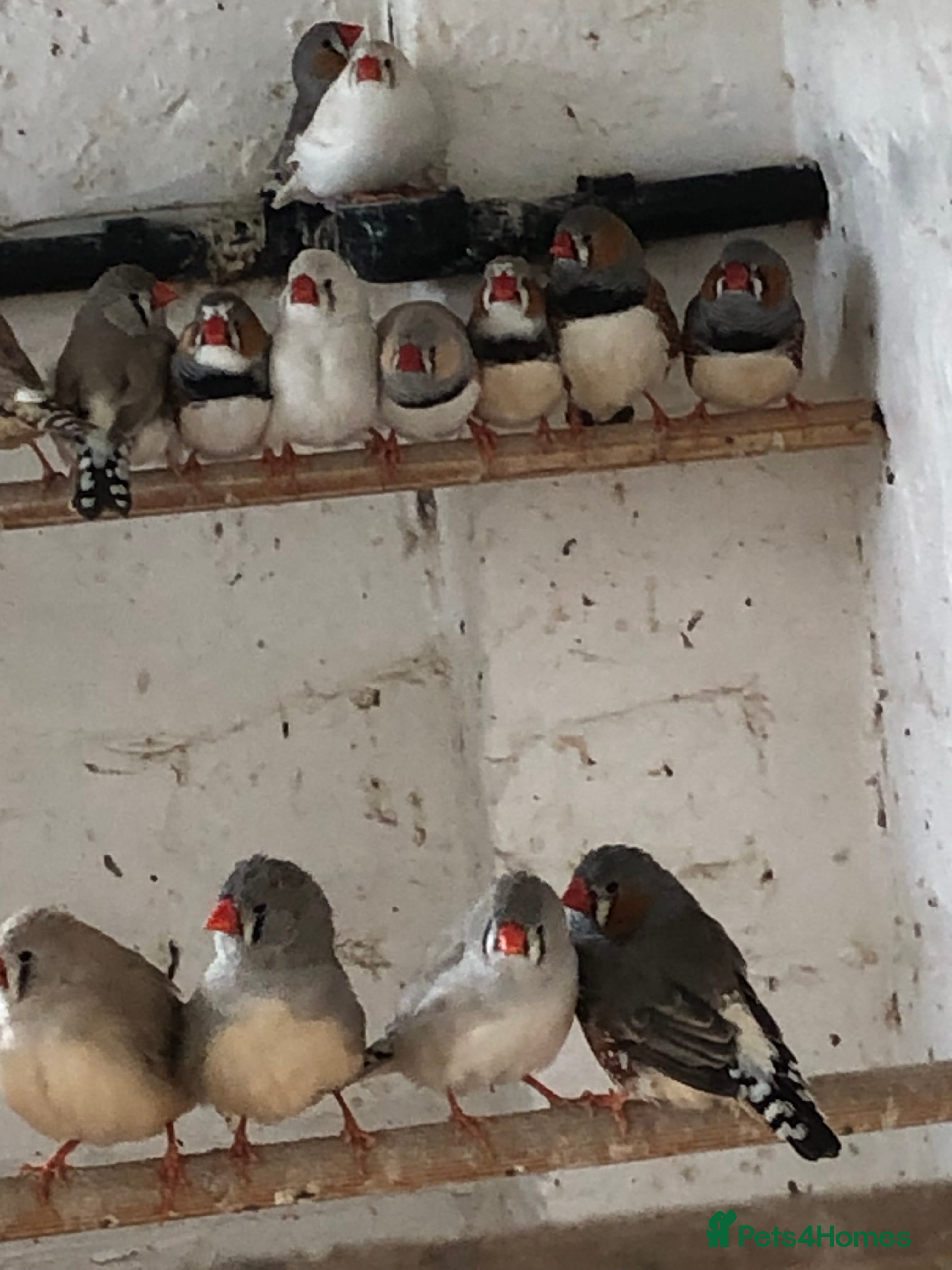 Finches birds Zebra finches for sale  - Advert 11