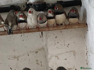 Finches birds Zebra finches for sale - Advert 8