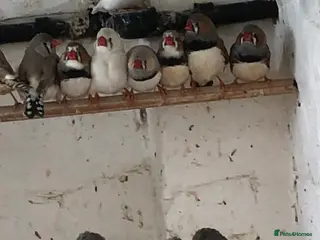 Finches birds Zebra finches for sale - Advert 9