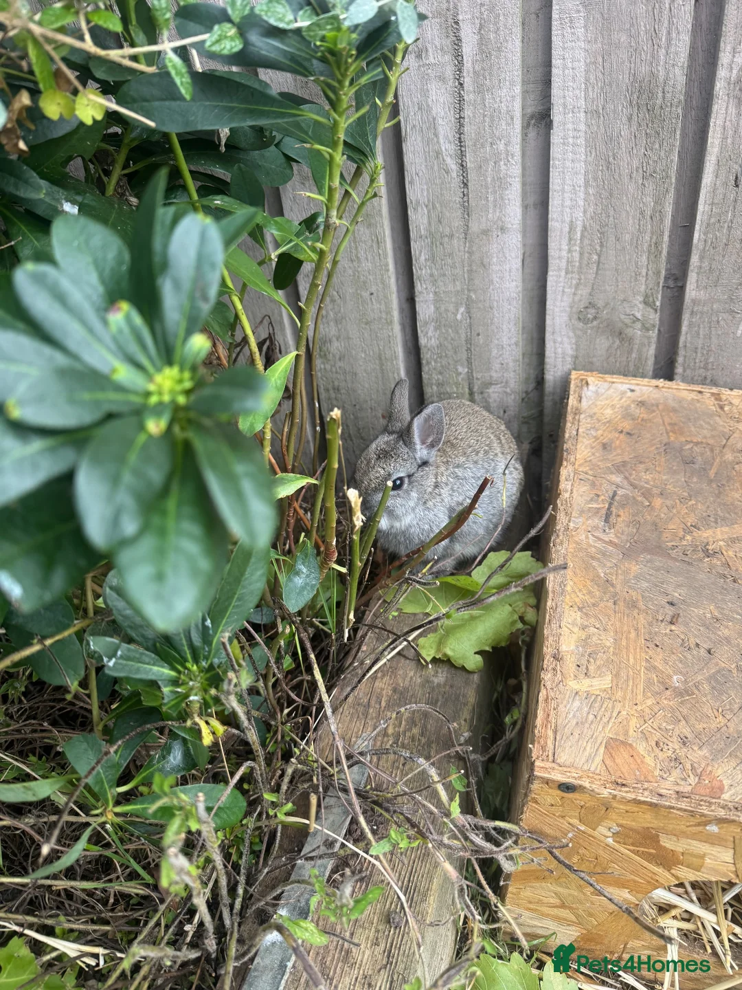 Netherland Dwarf rabbits for sale: Two Netherland dwarf Does - Advert 2