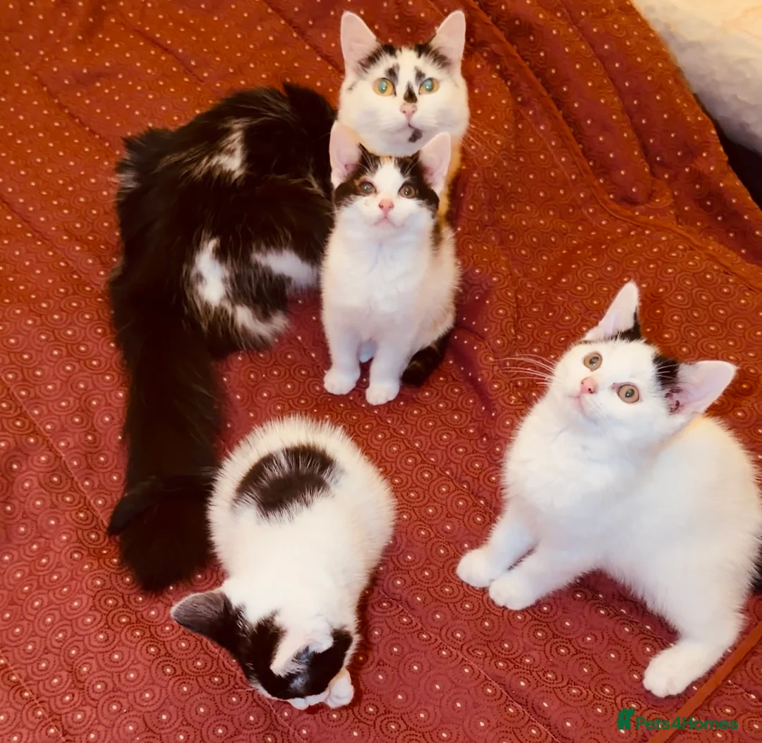 Mixed Breed cats for sale: Beautiful ragdoll x kittens  - Advert 1