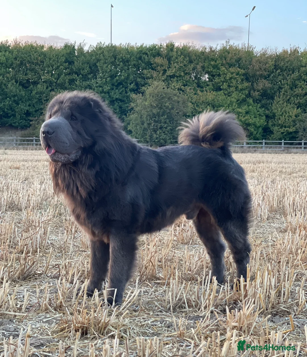 Shar Pei dogs for stud: BEST 🏆 Blue bear & chocolate & tan bear 🐻 in Hornchurch - Advert 15