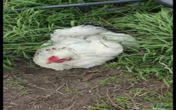 Chickens poultry for sale: Chickens and cockeral for sale - Image 4