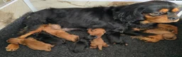 Cavalier King Charles Spaniel dogs for sale: Beautiful  Cavalier  puppies  in Hull - Advert 1