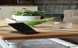 Ringnecks birds for sale: Green Indian Ringneck  - Image 7