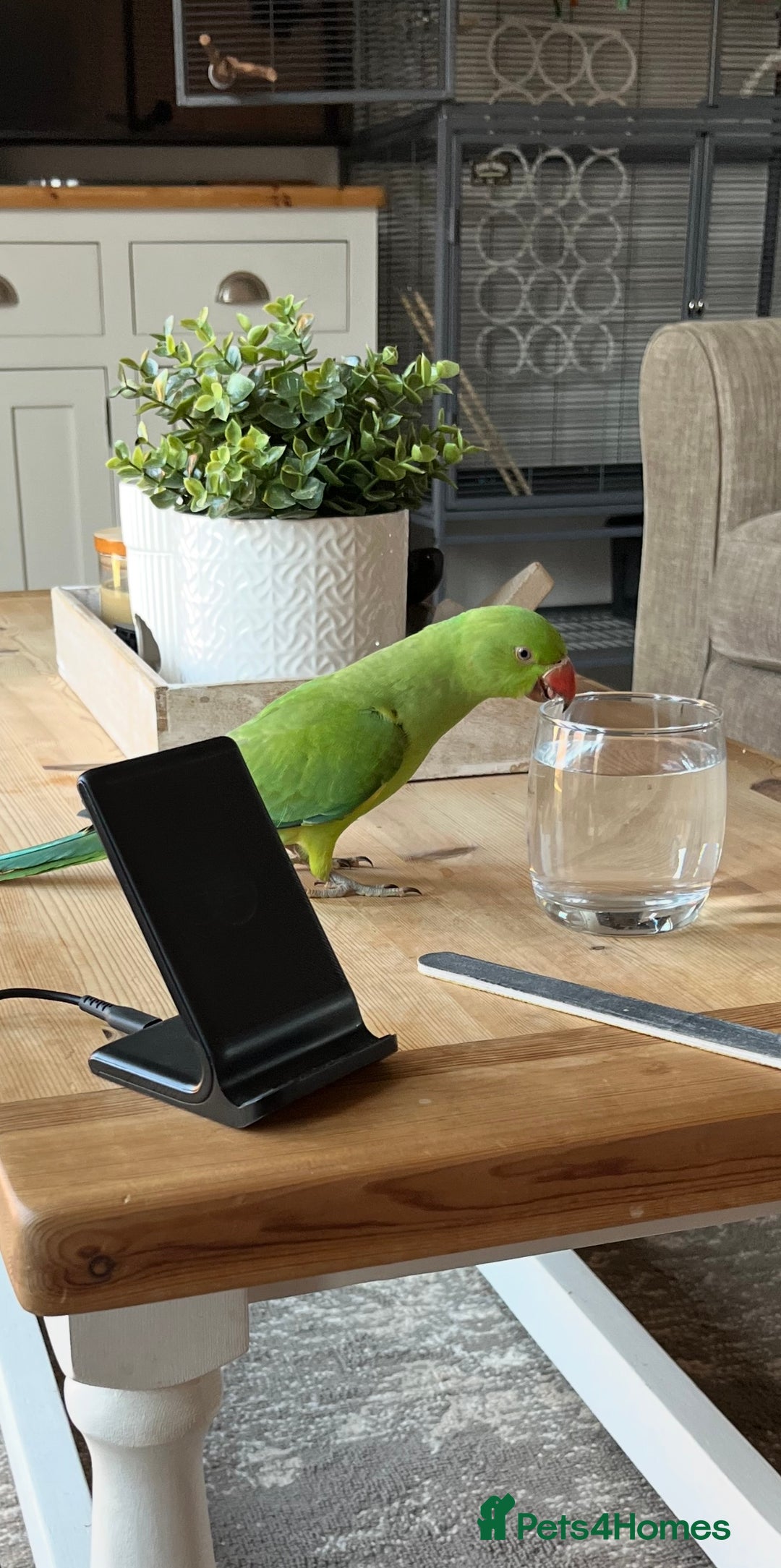 Ringnecks birds for sale: Green Indian Ringneck  - Image 7