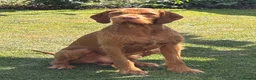 Hungarian Vizsla dogs for sale: Wirehaired Vizsla Pups (available from 3rd May) - Advert 13