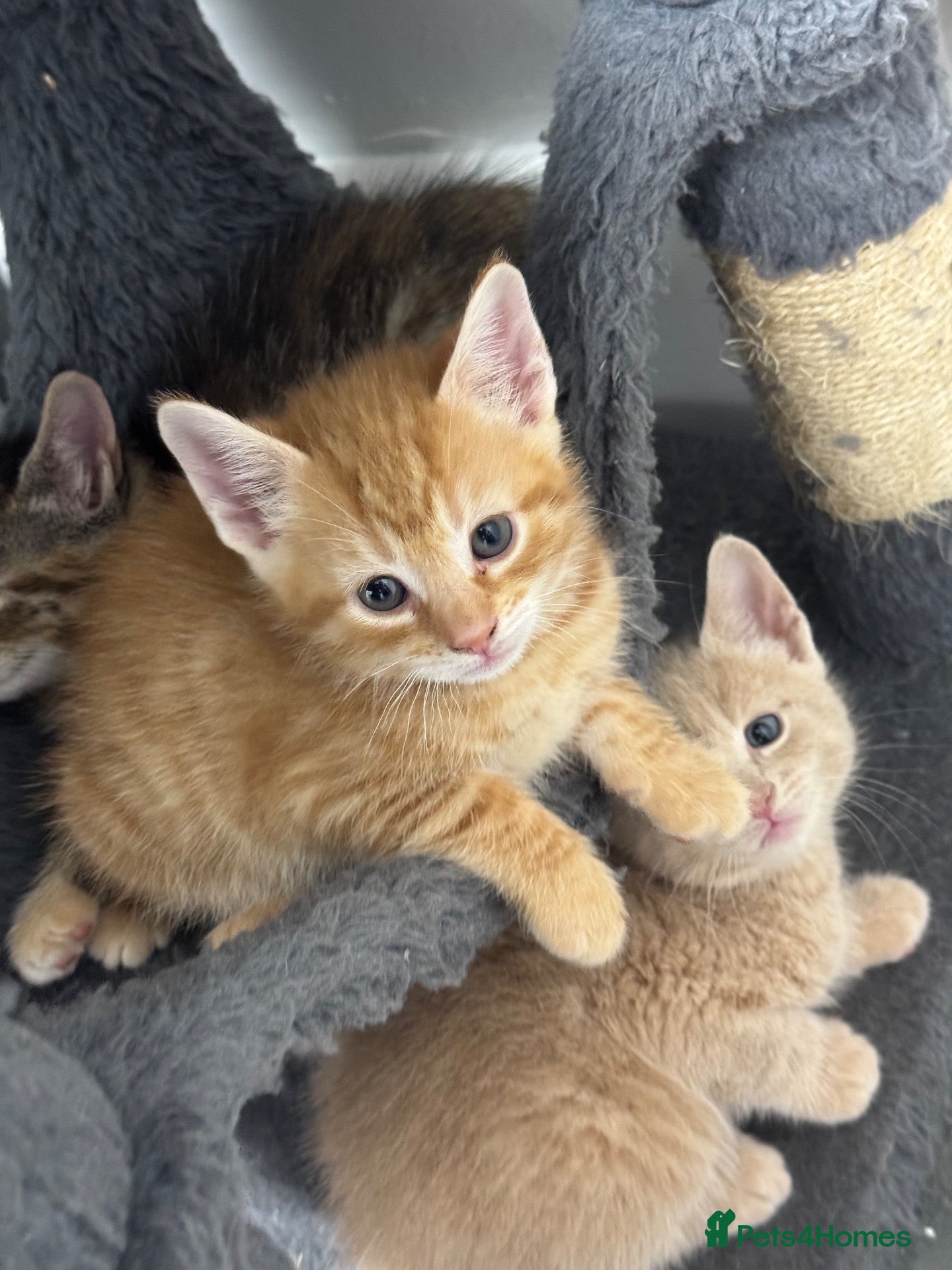 Mixed Breed cats for sale: 2 ginger American shorthair x bsh kitten left  - Advert 1