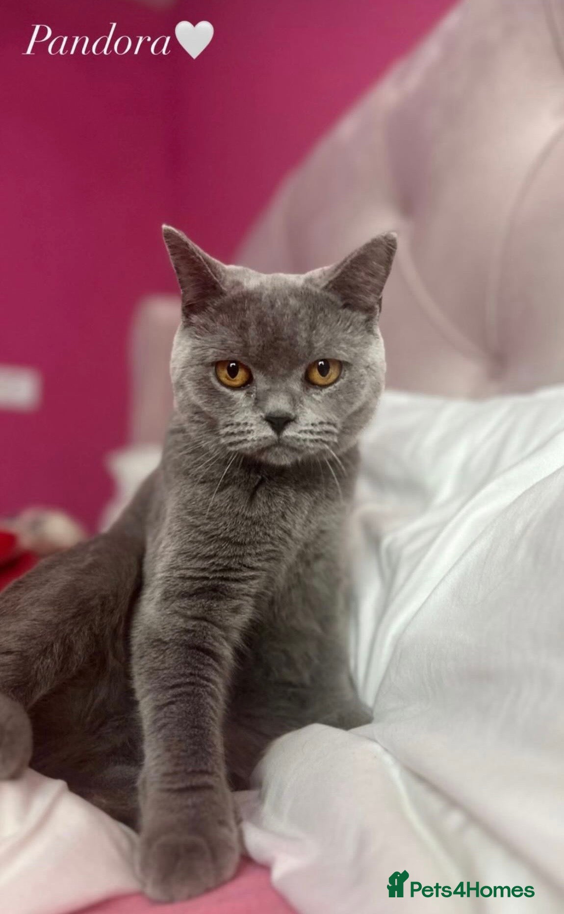 British Shorthair cats Blue British shorthair kittens  - Advert 1