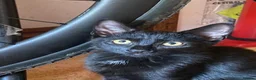 Mixed Breed cats for sale: Kittens For sale mixed Bread - Advert 8